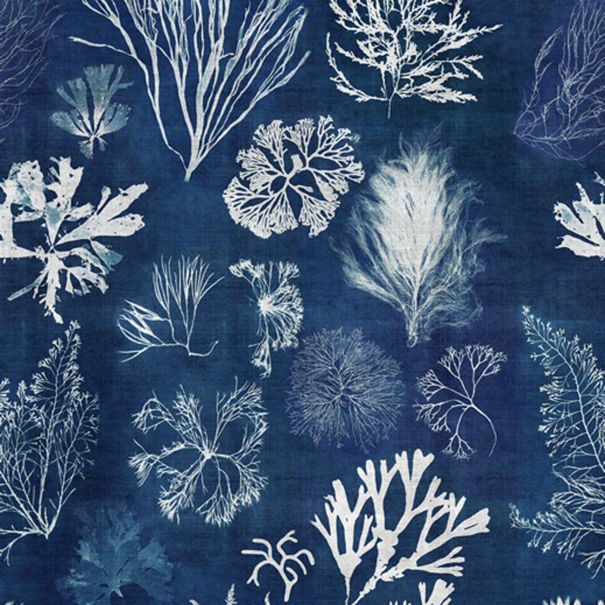 Algae navy tapet - front